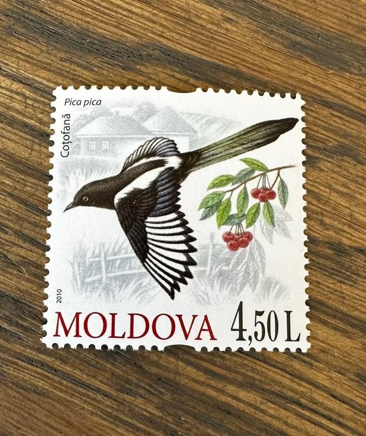 Moldavië 2010 - Postfris met vogel (Ekster), Ophalen of Verzenden, Overige landen, Postfris