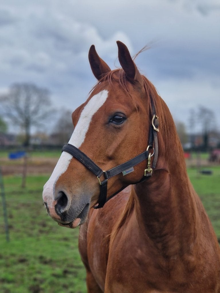 Ervaren buitenrij paard, quarter ruin 11 jaar, Dieren en Toebehoren, Paarden, Minder dan 160 cm, Met stamboom, Ruin, Westernpaard