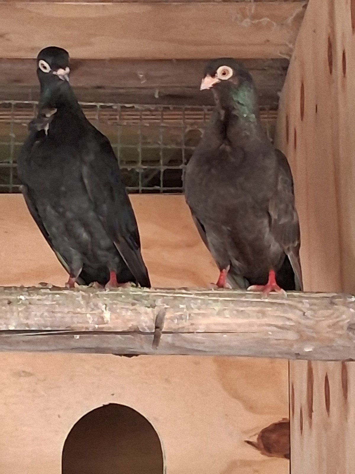 figurita zwart, Meerdere dieren, Overige soorten