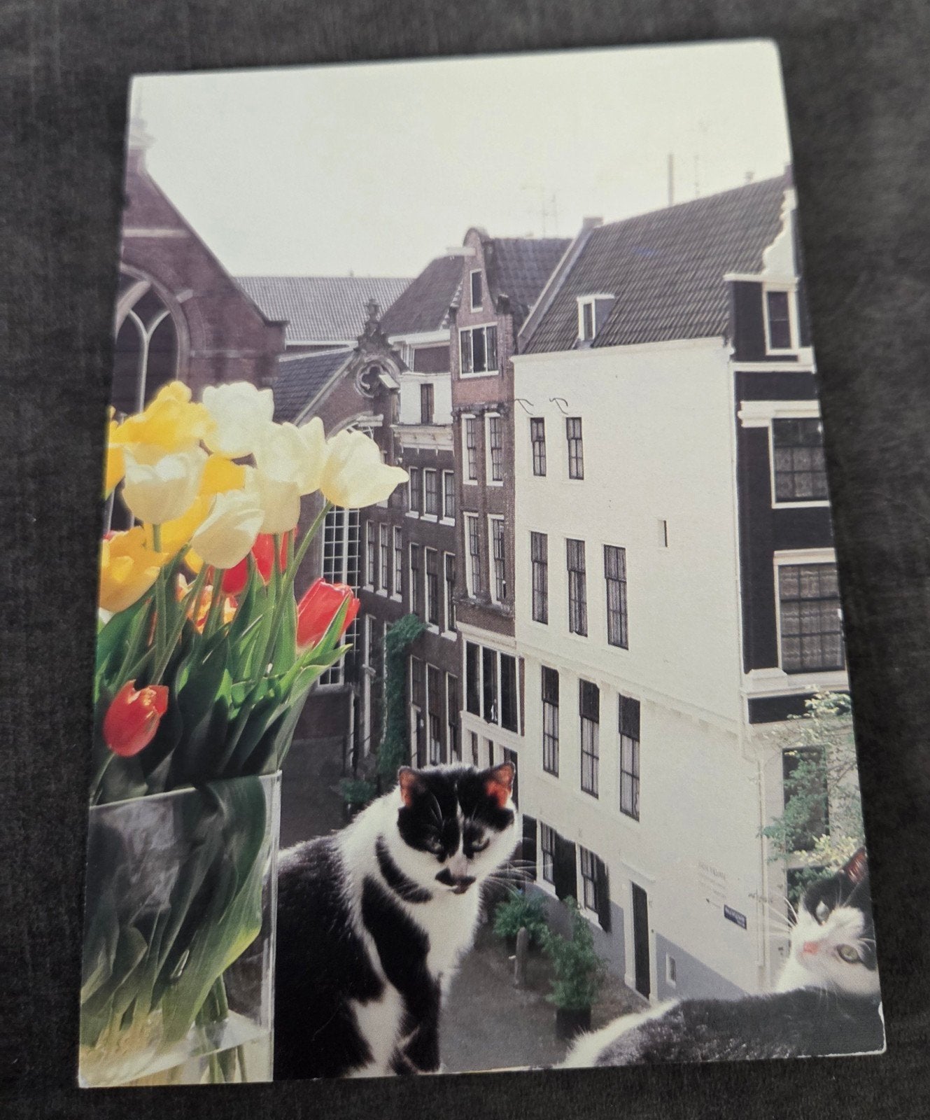 Ansichtkaart Amsterdam met katten en bloemen, Verzenden, 1980 tot heden, Gelopen, Hond of Kat
