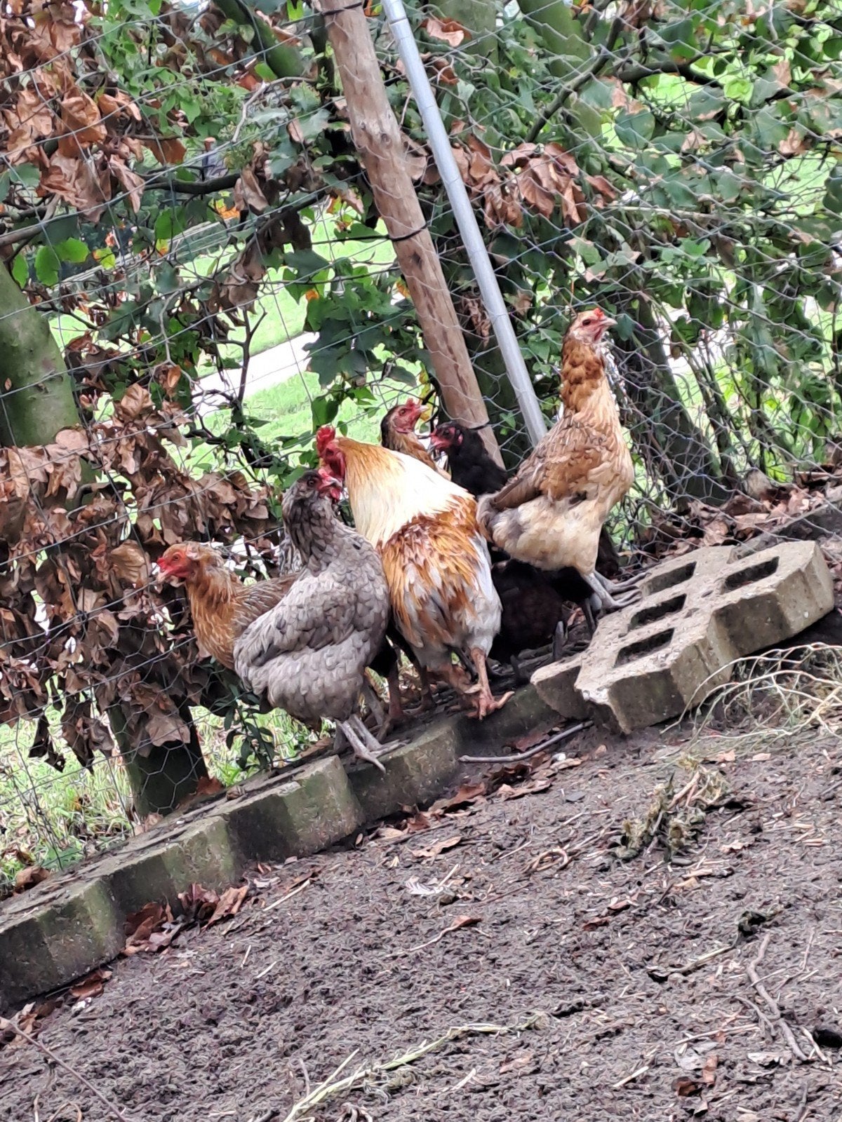 aracana groenleggers kippen, Dieren en Toebehoren, Meerdere dieren, Kip