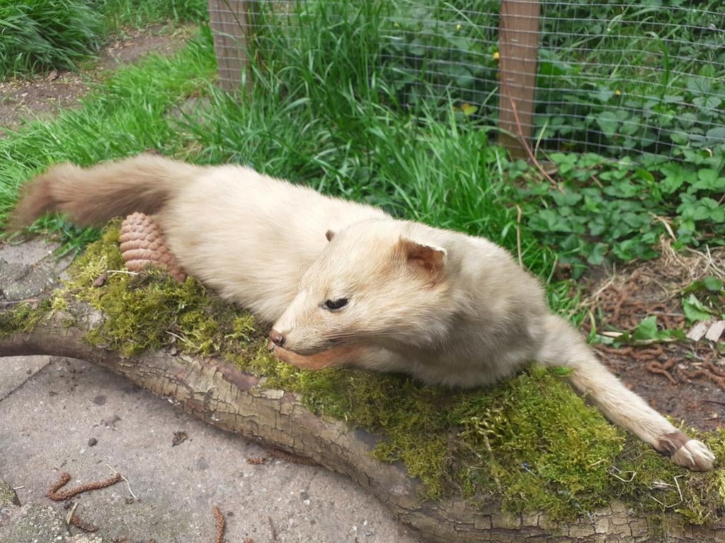 Bijzondere Taxidermie Steenmarter (Leucisme) – Uniek stuk, Ophalen of Verzenden, Zo goed als nieuw, Wild dier, Opgezet dier
