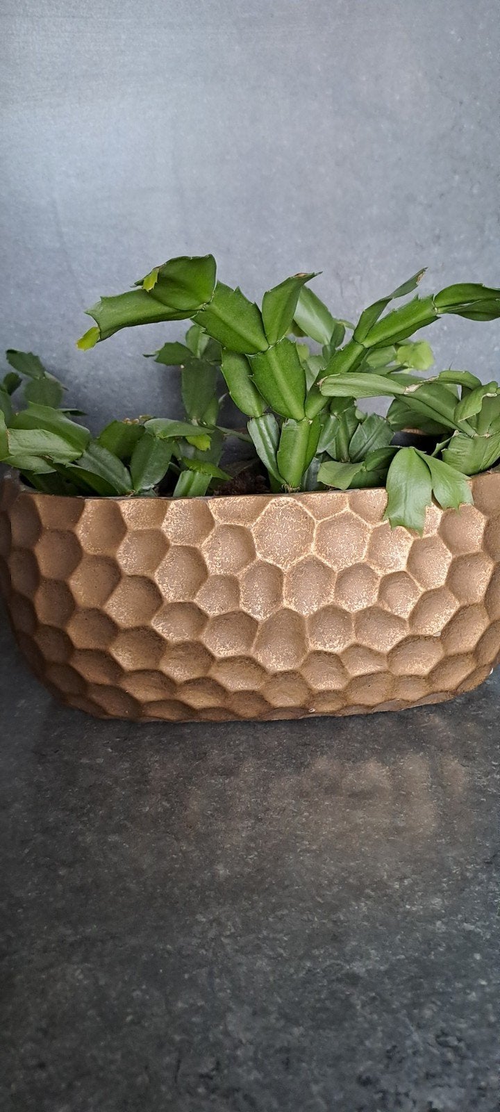 lidcactus, Huis en Inrichting, Ophalen, In pot, Halfschaduw, Minder dan 100 cm