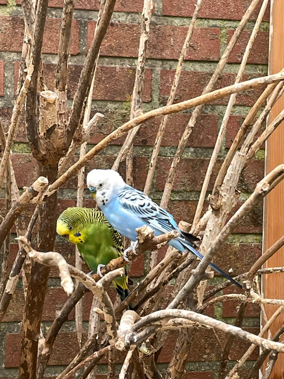 Koppel grasparkieten, Meerdere dieren, Parkiet