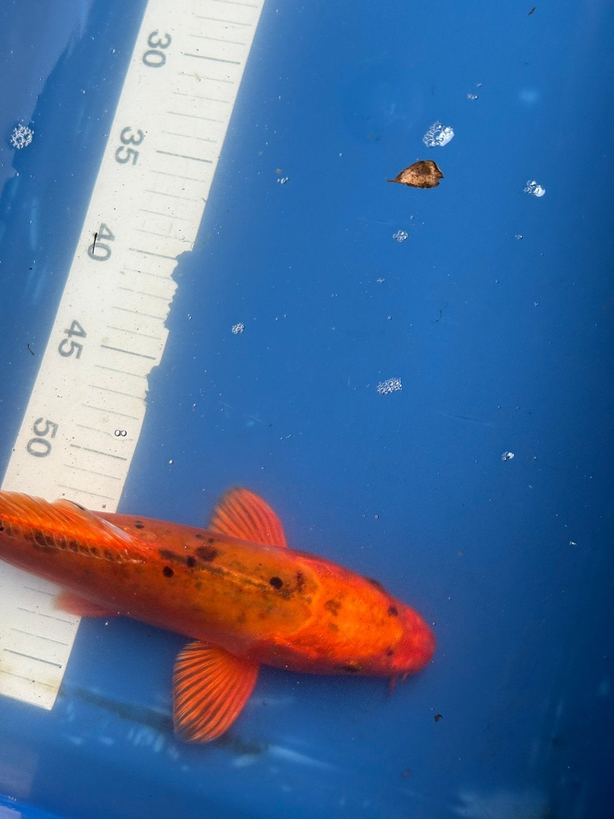 Gratis koi, Karper of Koi