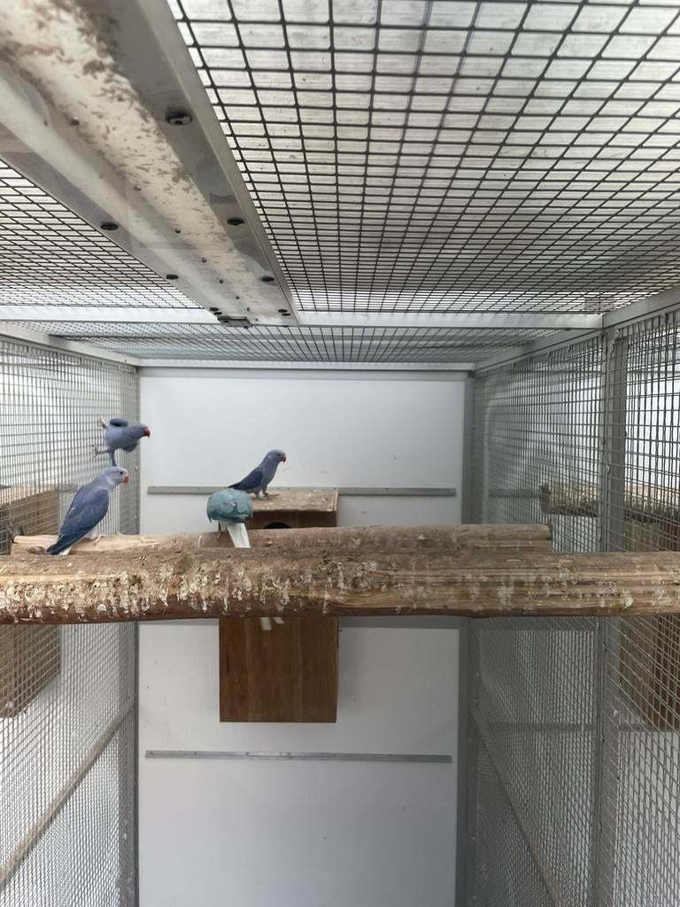 Kweekpop violet wkws, Dieren en Toebehoren, Vogels | Parkieten en Papegaaien, Parkiet, Meerdere dieren
