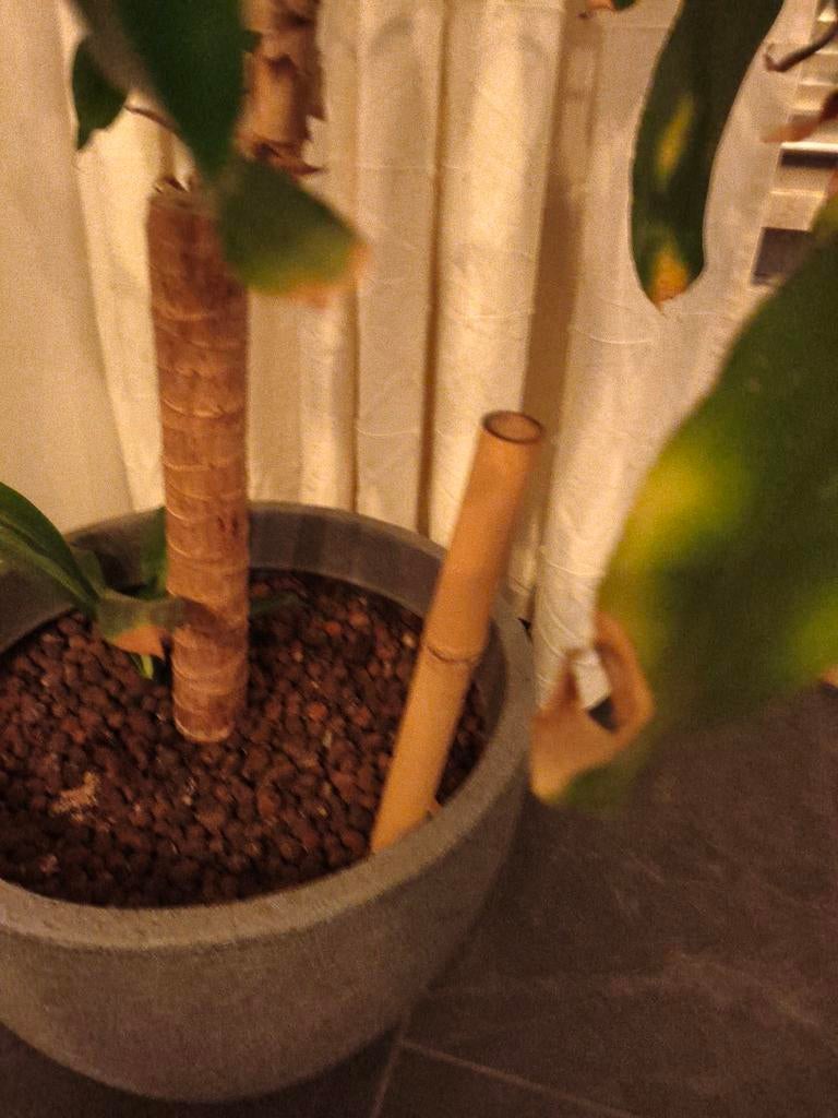 Bamboe stokken. Bewateringsstok, Tuin en Terras, Ophalen of Verzenden, Rond, Overige materialen, Minder dan 40 cm