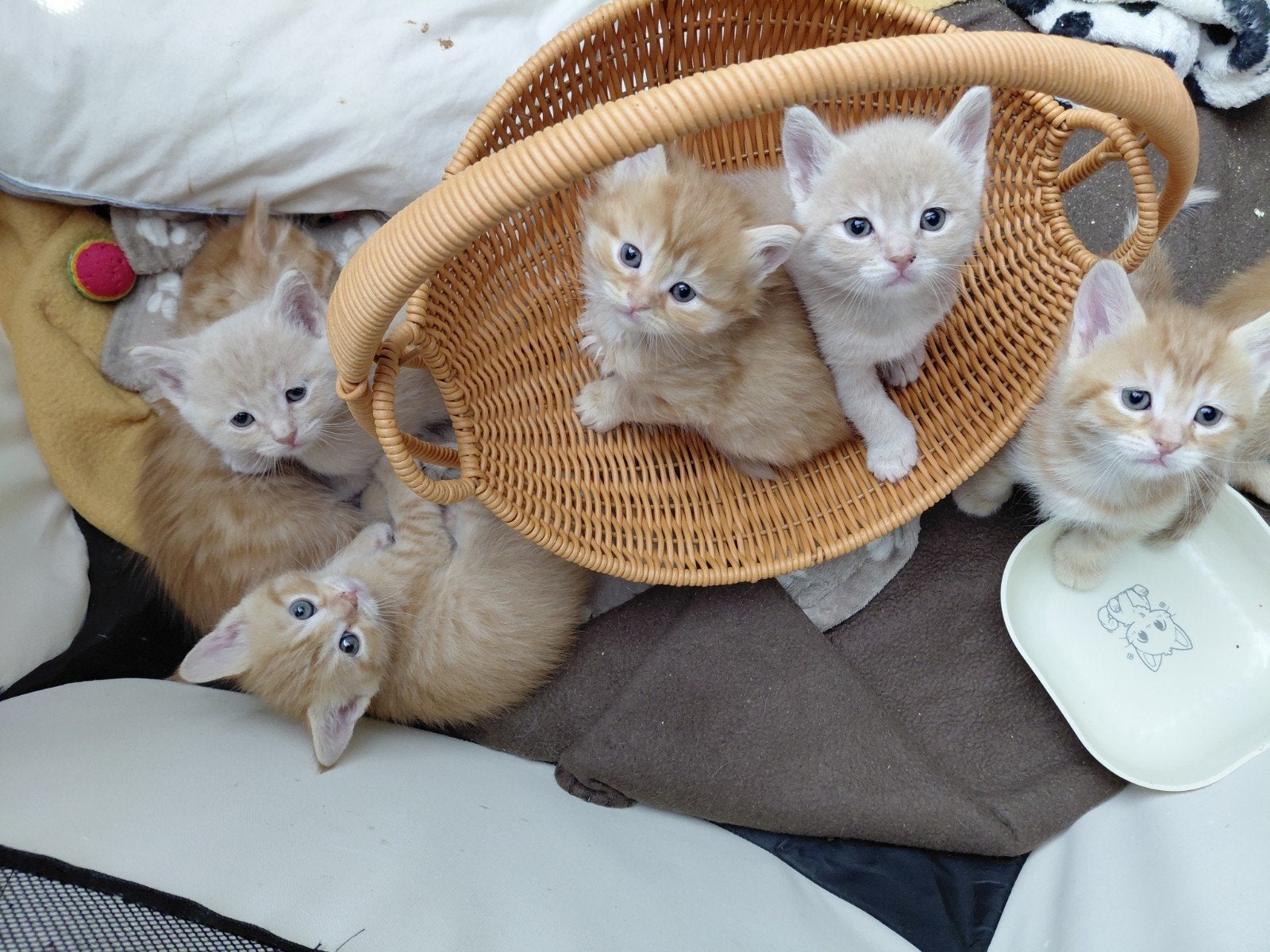 SUPER mooi nest Pers/ Maine Coon-Europese Korthaar, Dieren en Toebehoren, Meerdere dieren, Ontwormd