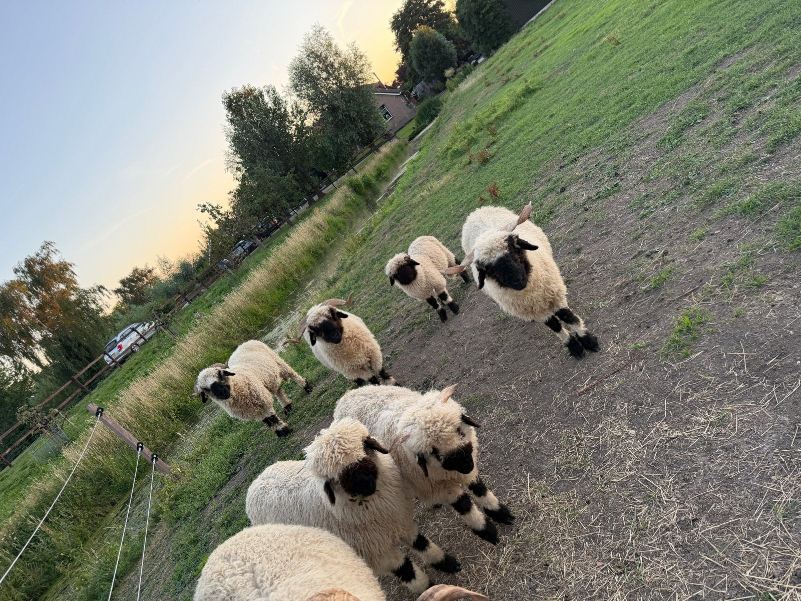 Walliser schwarznase, Dieren en Toebehoren, Vrouwelijk, Schaap