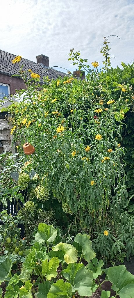 Kleine zonnebloemen, vaste plant,3 euro per plant Helianthus, Tuin en Terras, Planten | Tuinplanten, Volle zon, Vaste plant, Zomer