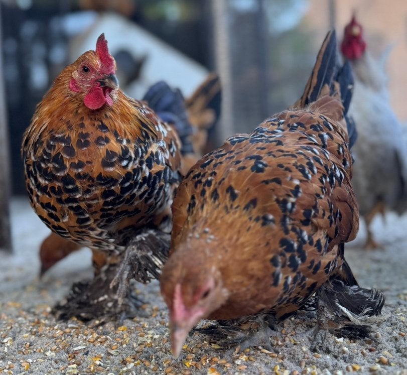 Sabelpootkriel jonge dieren hennen hanen porselein april2026, Meerdere dieren, Kip