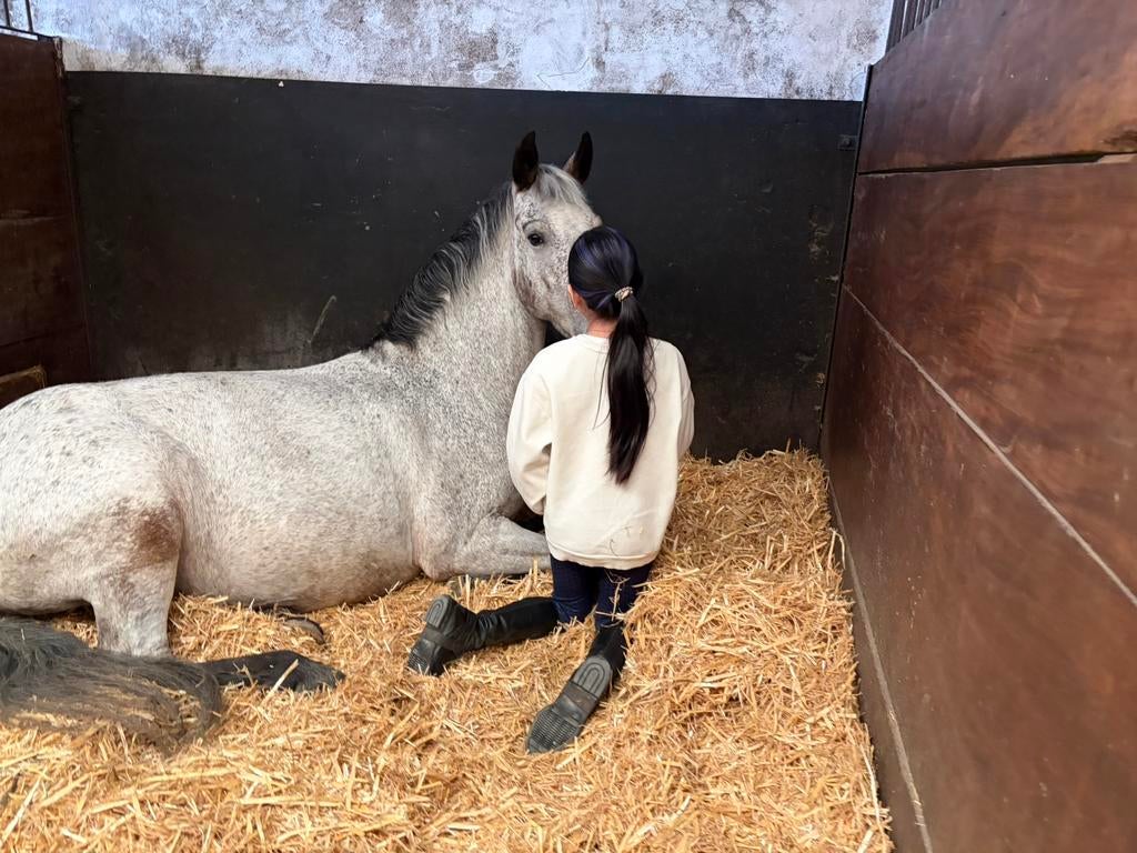 Ik zoek een verzorg pony/paard, Ophalen of Verzenden, Gebruikt