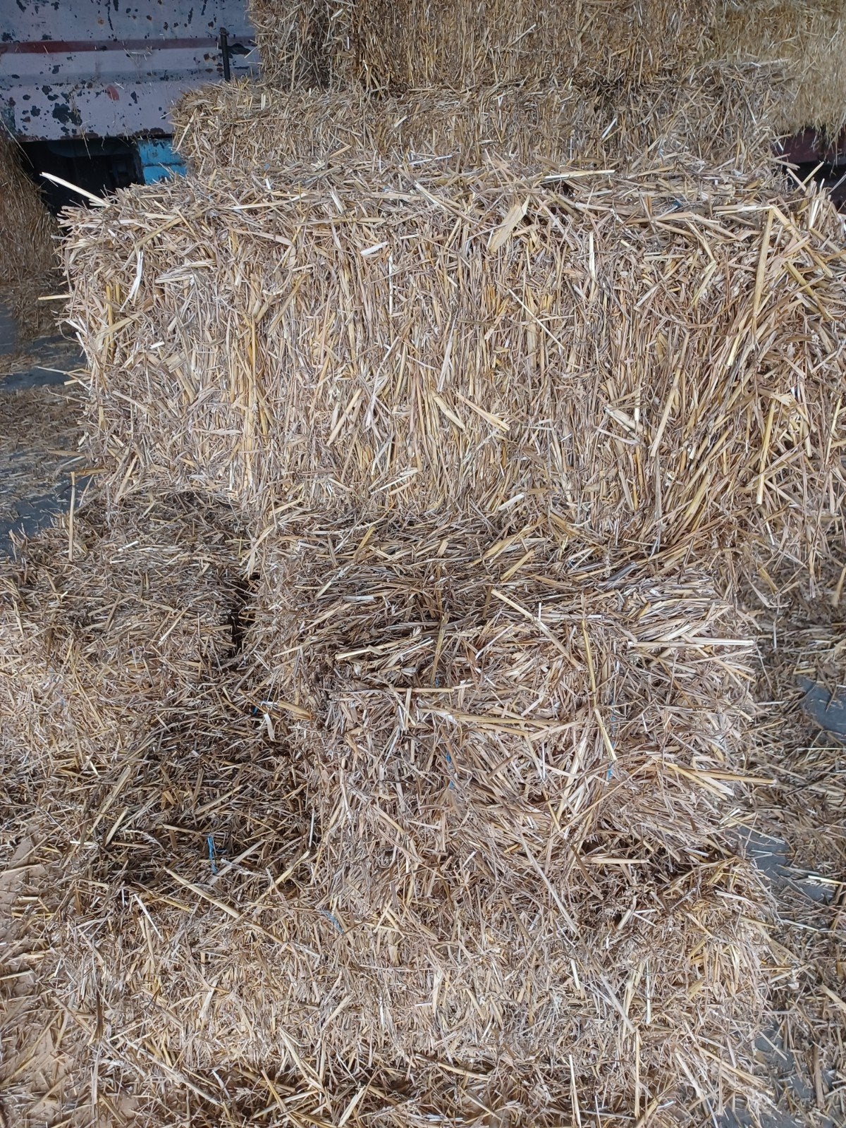 stro/ tarwestro/ pakjes stro, Dieren en Toebehoren, Ophalen, Vee