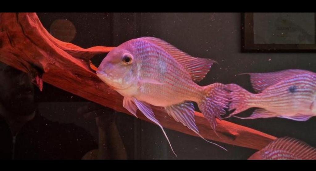 Groep Geophagus Pindaré, Vis