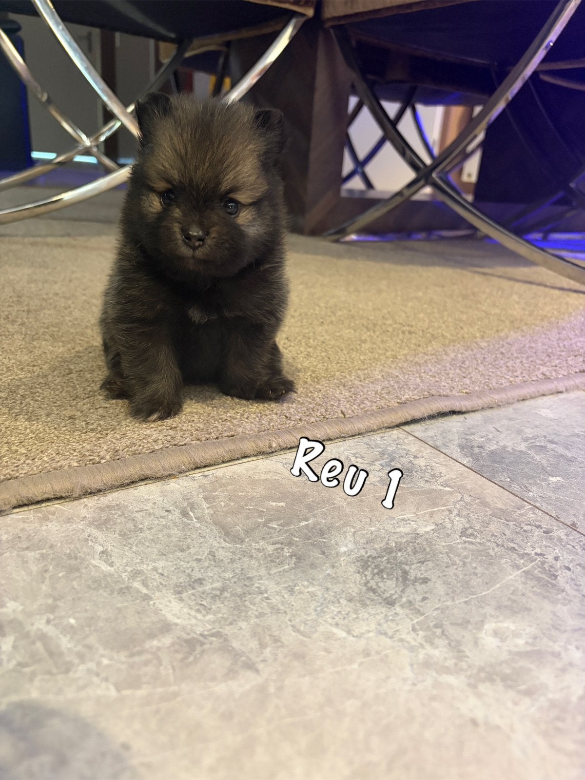 Pomeranian pups, Dieren en Toebehoren, Honden | Niet-rashonden, Reu, 8 tot 15 weken, Parvo, Meerdere