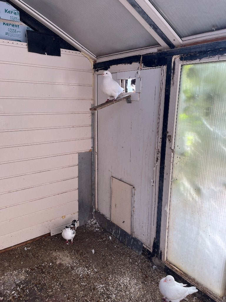 Duiven witte kinky Duiven, Meerdere dieren, Overige soorten