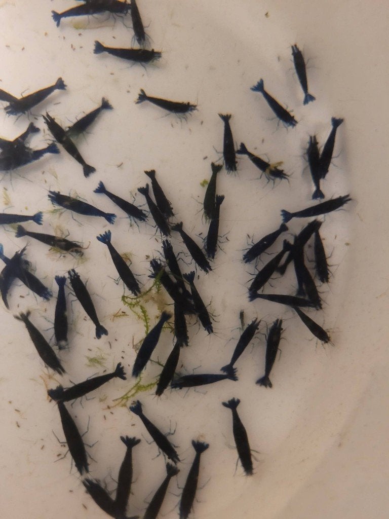 Hobbyaquarium Blue Sapphire garnalen, Kreeft, Krab of Garnaal, Zoetwatervis, Schoolvis
