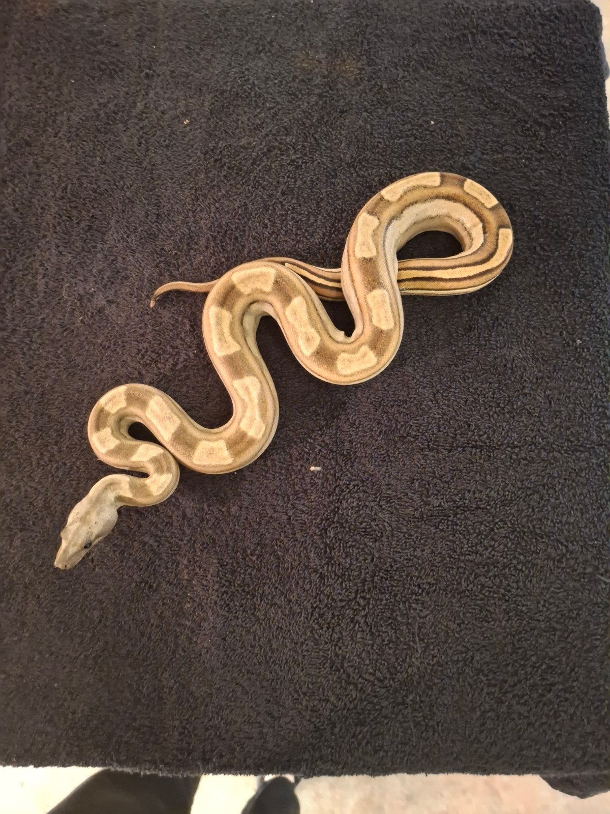 Boa Constrictor Imperator Boa Constrictor photo 4