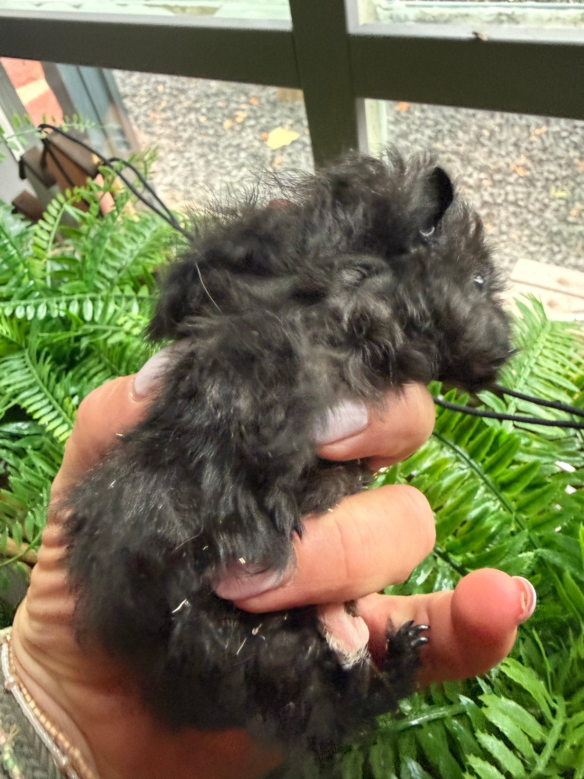 Lunkarya/gladhaar cavia’s, Dieren en Toebehoren, Cavia, Juni, Mannelijk, Tam