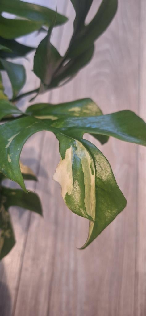 Rhaphidophora Tetrasperma Albo, Huis en Inrichting, Kamerplanten, Ophalen of Verzenden, Halfschaduw, Minder dan 100 cm