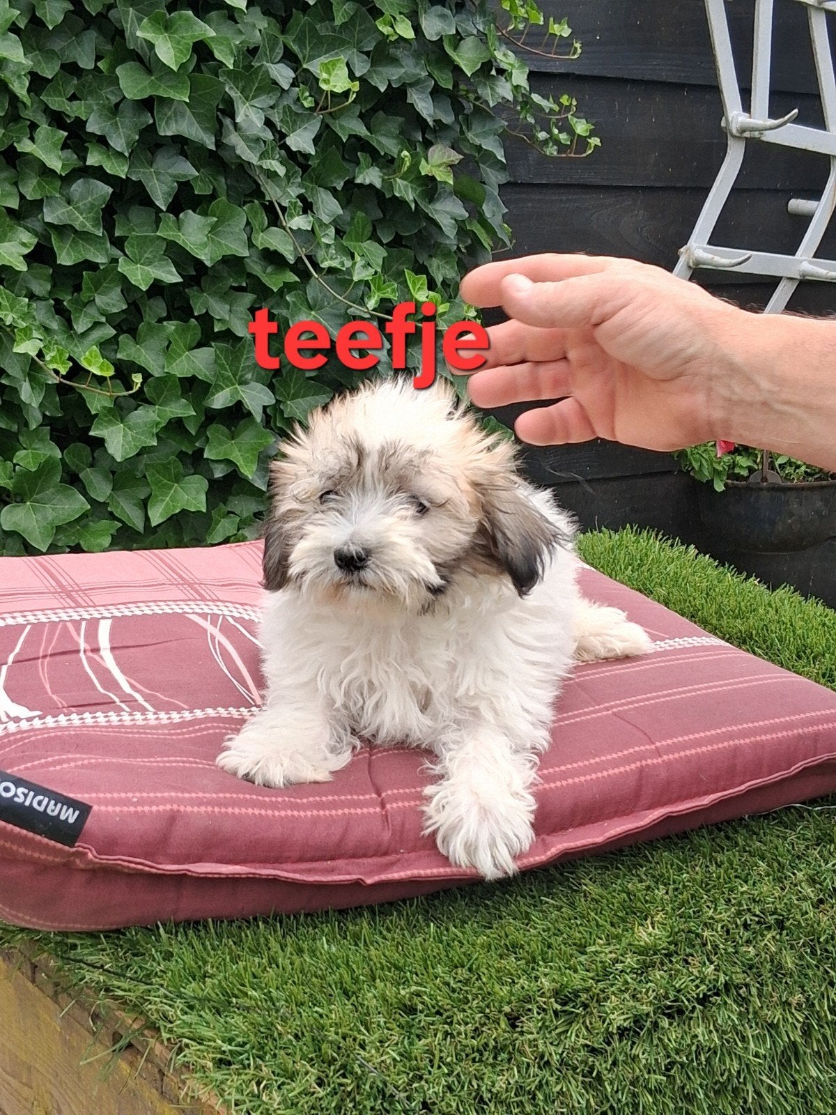 Te koop mooie kleinblijvende speelse boomer pups, Dieren en Toebehoren, Honden | Chihuahua's en Gezelschapshonden, Parvo, Overige rassen