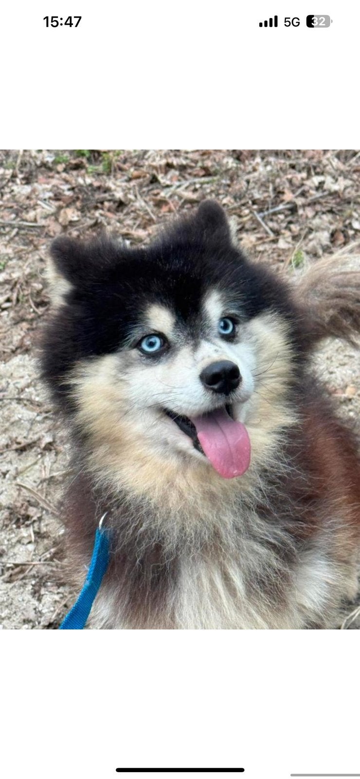 Kleine F3+ Pomsky Pups te reseveren, 8 tot 15 weken, Poolhond, Parvo, Meerdere