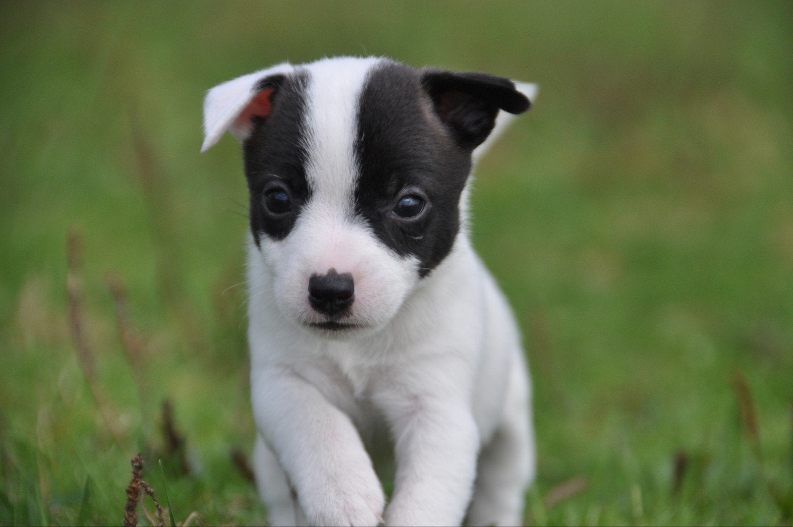 Te koop lieve kleine laagbenige Jack Russel pups., Jack Russell Terriër, 8 tot 15 weken, CDV (hondenziekte), Meerdere