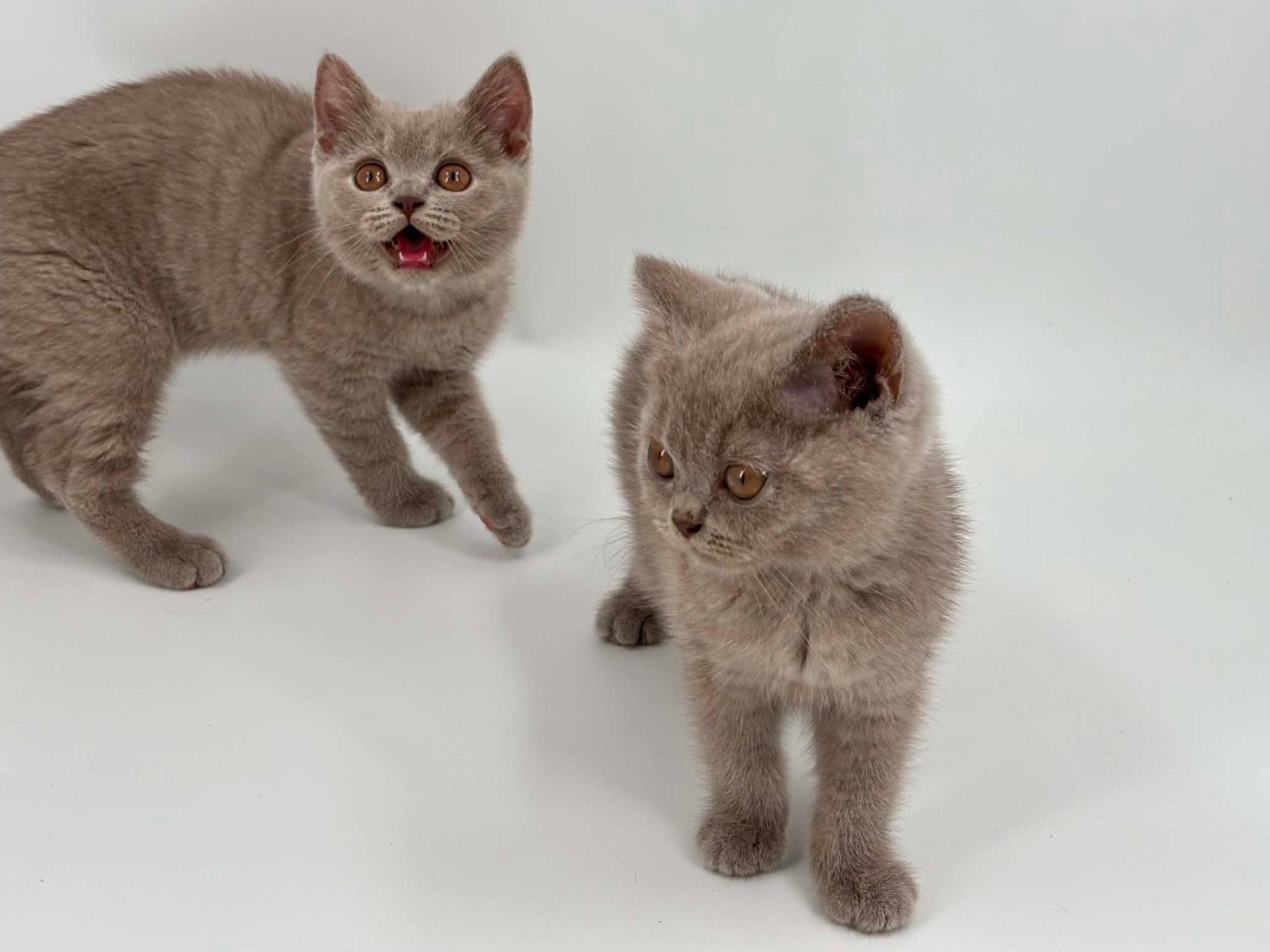 Brits Brits korthaar kittens poesjes, Dieren en Toebehoren
