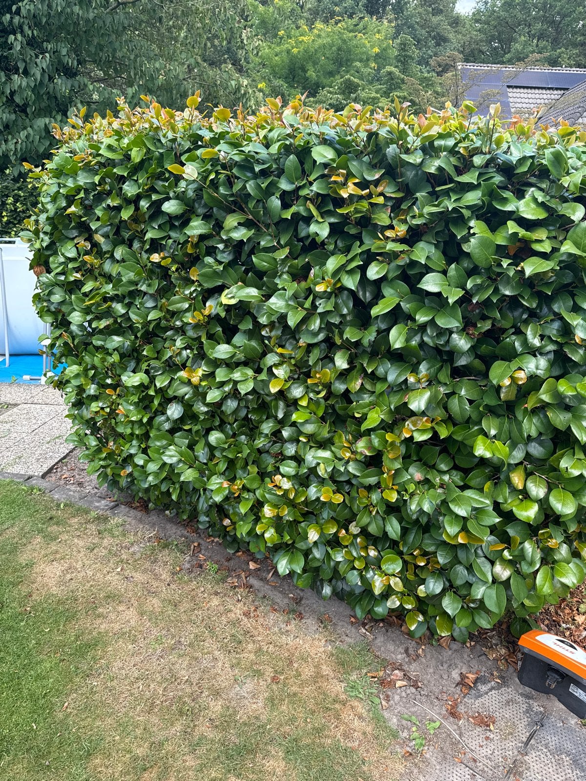 Prachtige camelia haag/japanse roos, Tuin en Terras, Planten | Struiken en Hagen, Ophalen, Overige soorten, Haag, 100 tot 250 cm