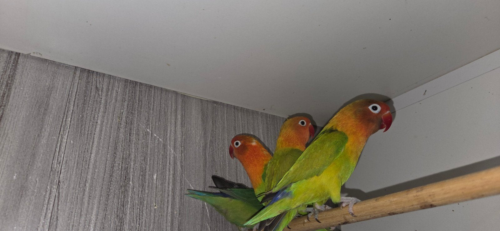 agapornis ficherii, Geslacht onbekend, Dwergpapegaai of Agapornis