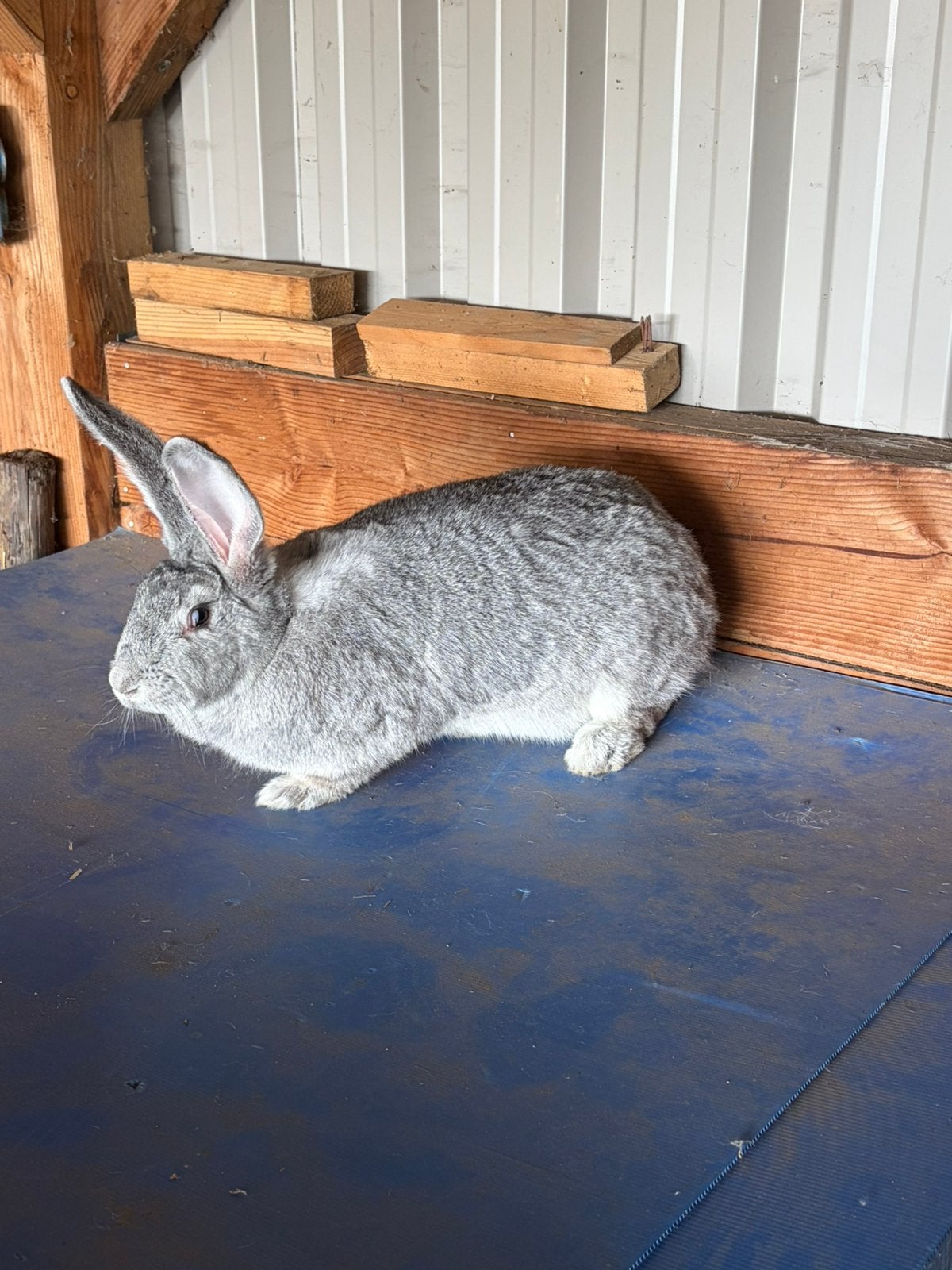 Vlaamse reus konijn chinchilla kleur, Dieren en Toebehoren, Konijnen, Vrouwelijk, Groot, 0 tot 2 jaar