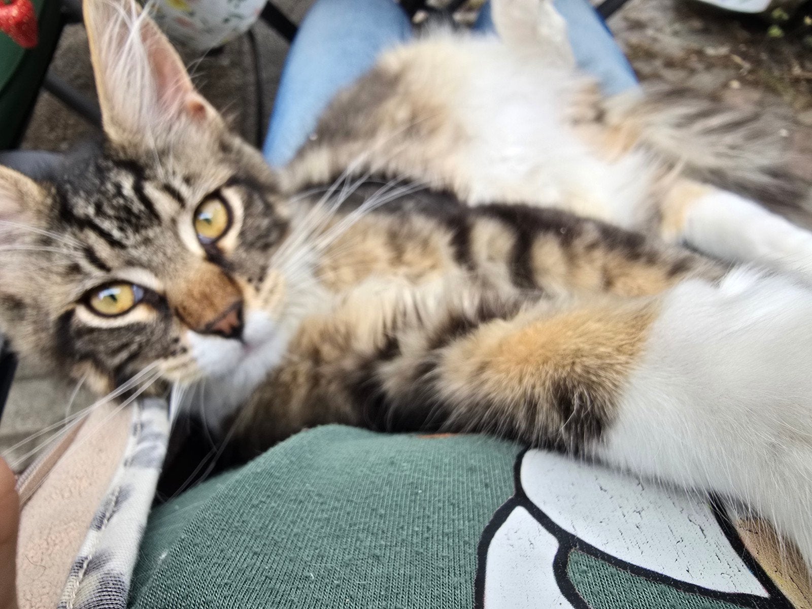 Knuffelbeer, Maine Coon katertje met stamboom, Dieren en Toebehoren, Katten en Kittens | Raskatten | Langhaar, Kater, Met stamboom
