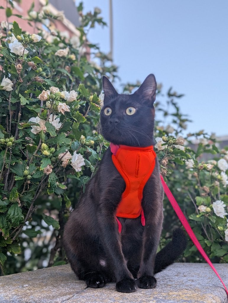 Kattentuigje Lucy Balu, Dieren en Toebehoren, Katten-accessoires, Ophalen of Verzenden, Zo goed als nieuw