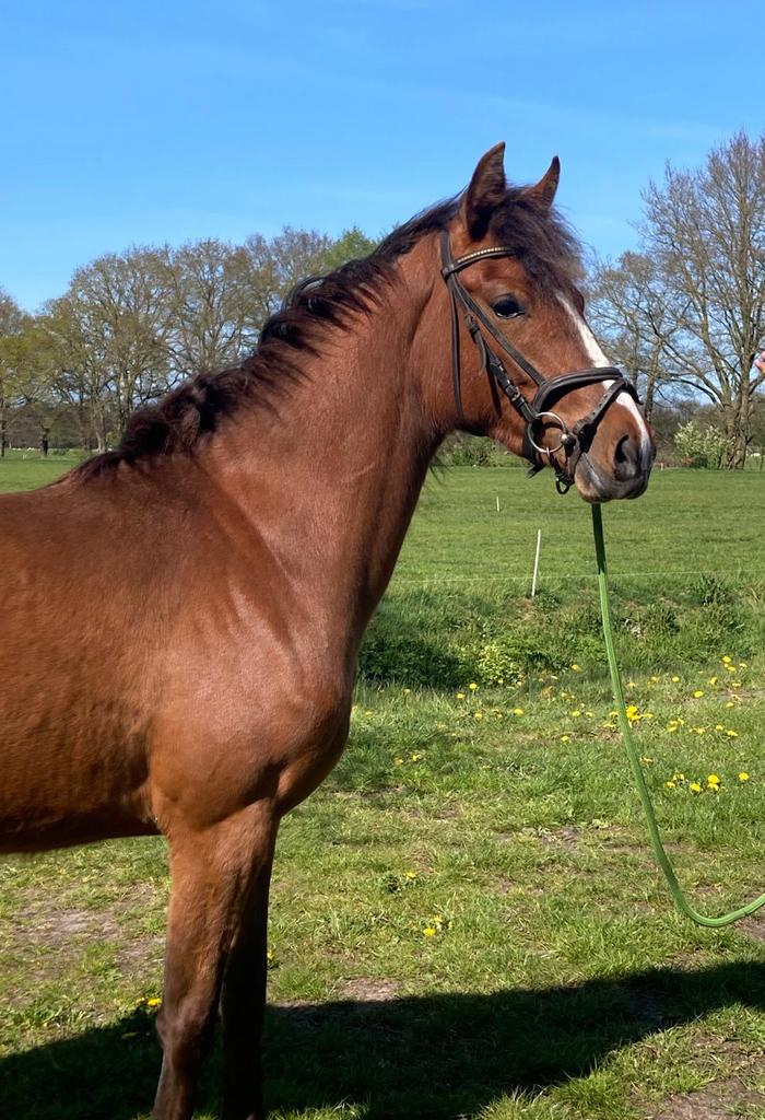 Knappe talentvolle twenter te koop, Merrie, Met stamboom, Dressuurpony, 0 tot 2 jaar