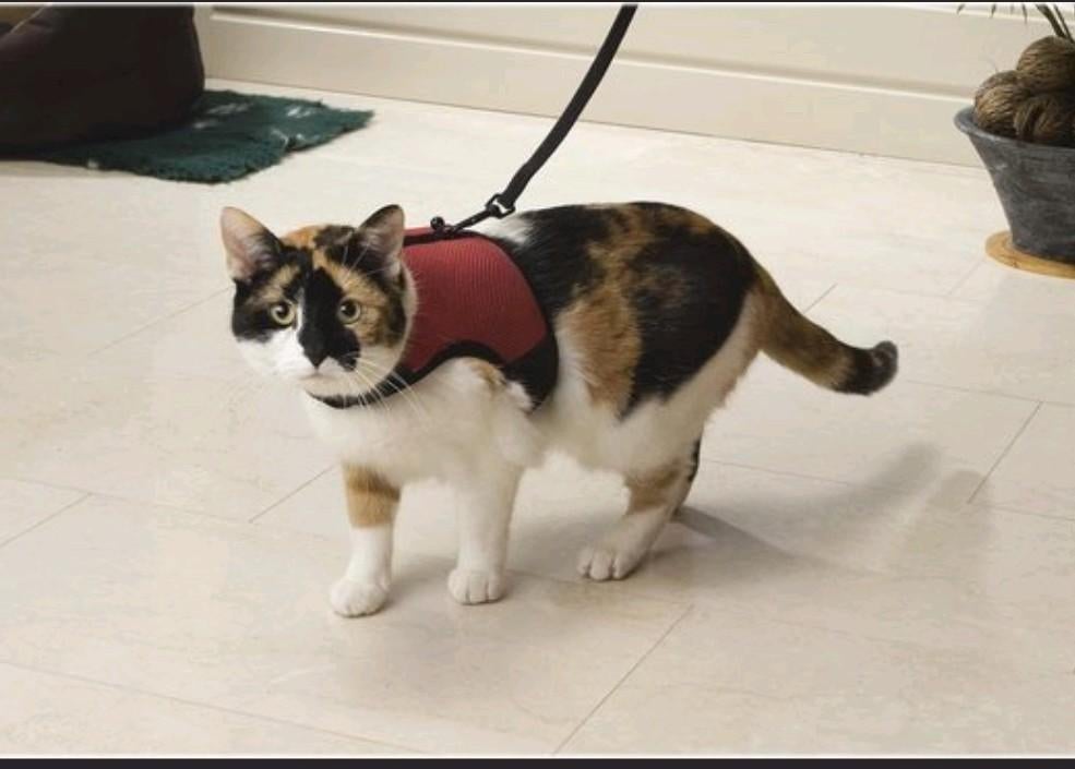 Kattentuigje, Dieren en Toebehoren, Kattenhalsbanden en Penningen, Ophalen of Verzenden, Nieuw