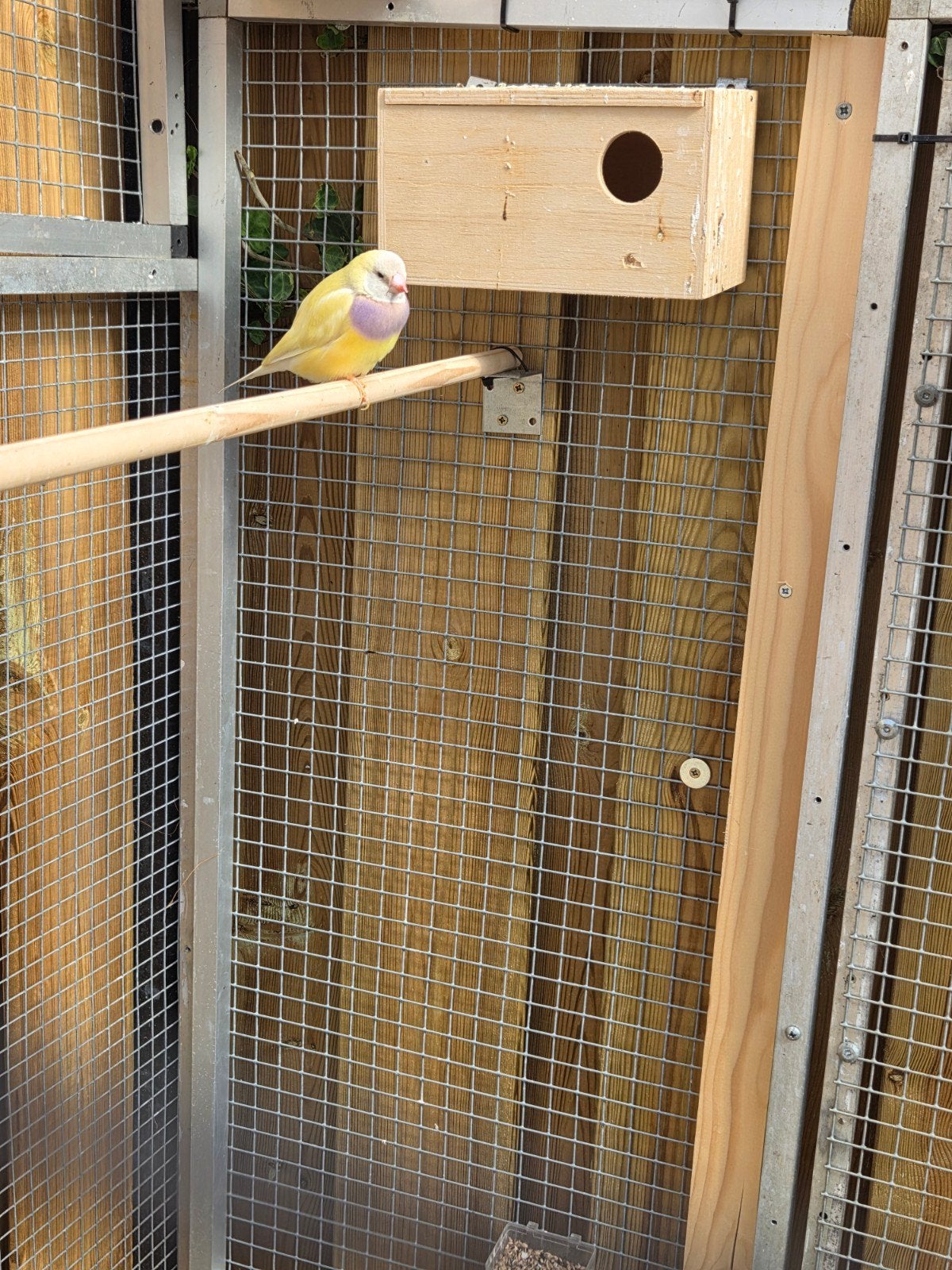 Gouldamadines, Dieren en Toebehoren, Ophalen of Verzenden, Hout