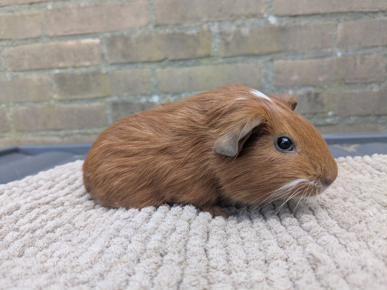Cavia Beer geboren 29 augustus., Dieren en Toebehoren, Augustus, Mannelijk, Cavia