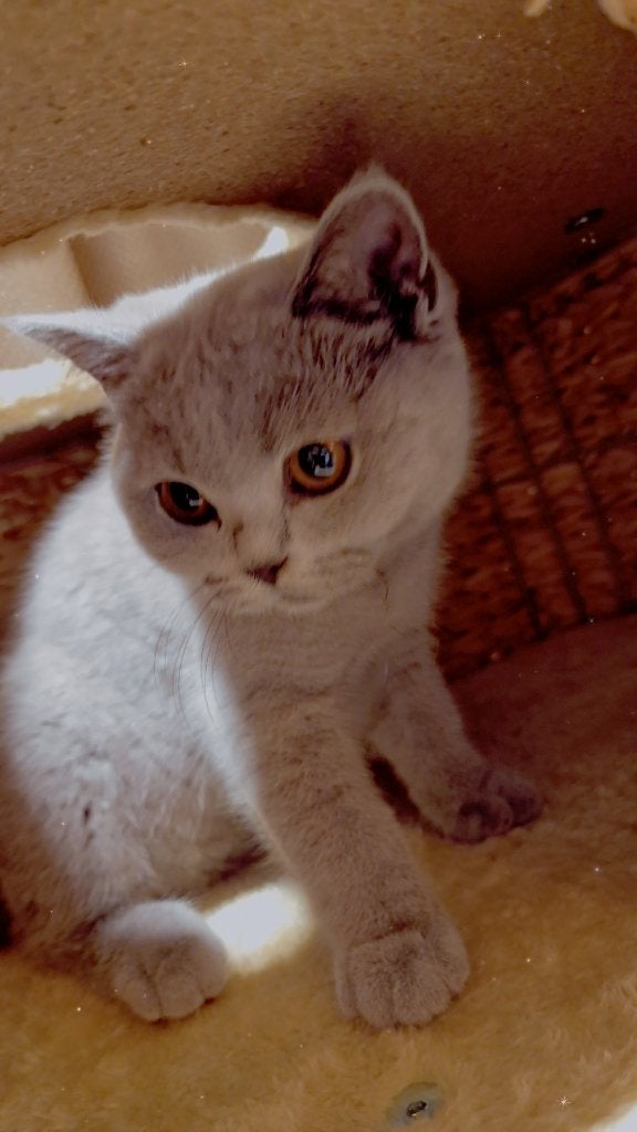 Britse korthaar kitten raszuiver, Poes, Met stamboom, 0 tot 2 jaar