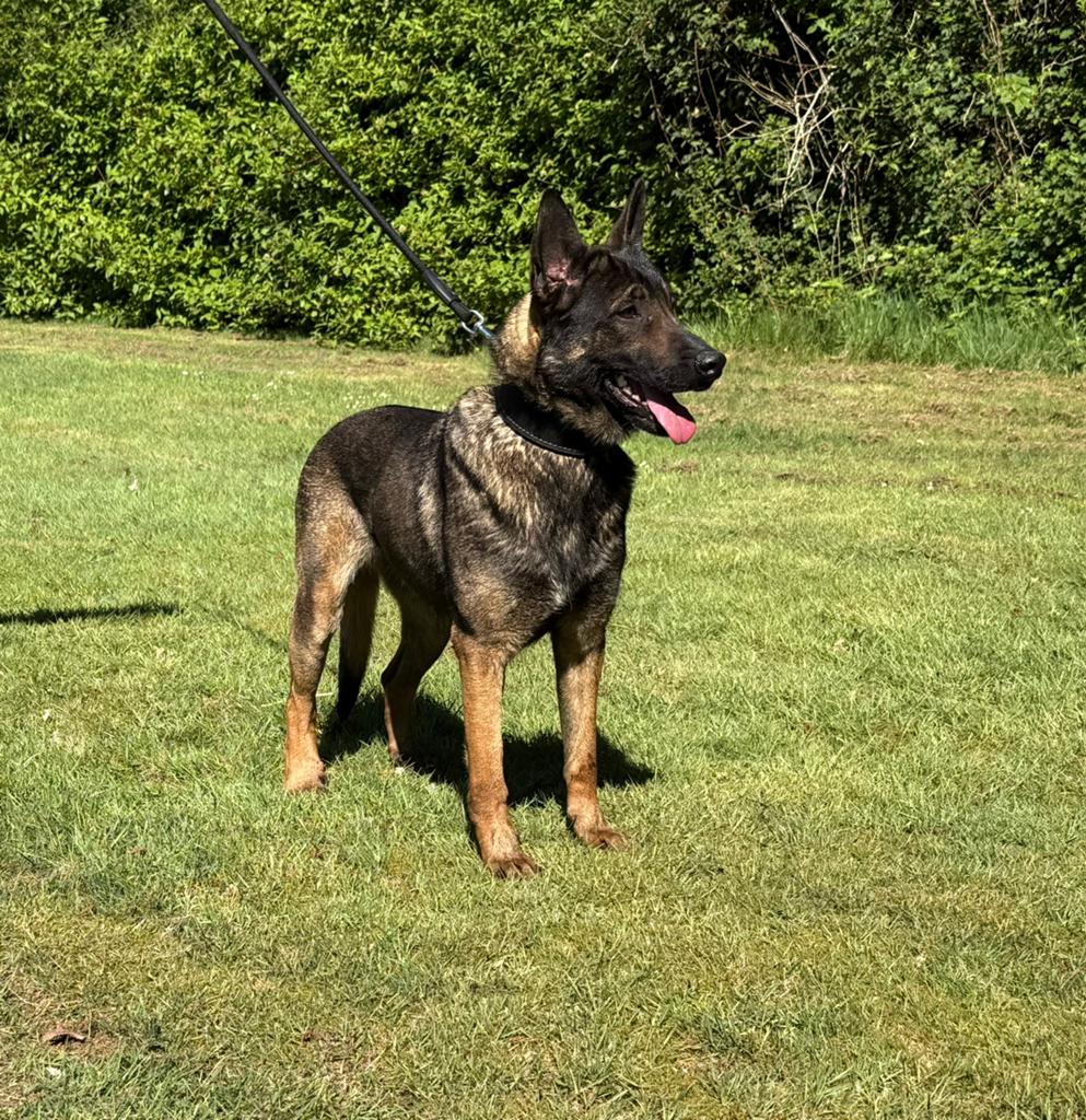 Mechelse Herder., Dieren en Toebehoren, Honden | Herdershonden en Veedrijvers, HCC (leverziekte), 1 tot 2 jaar, Teef, Eén hond