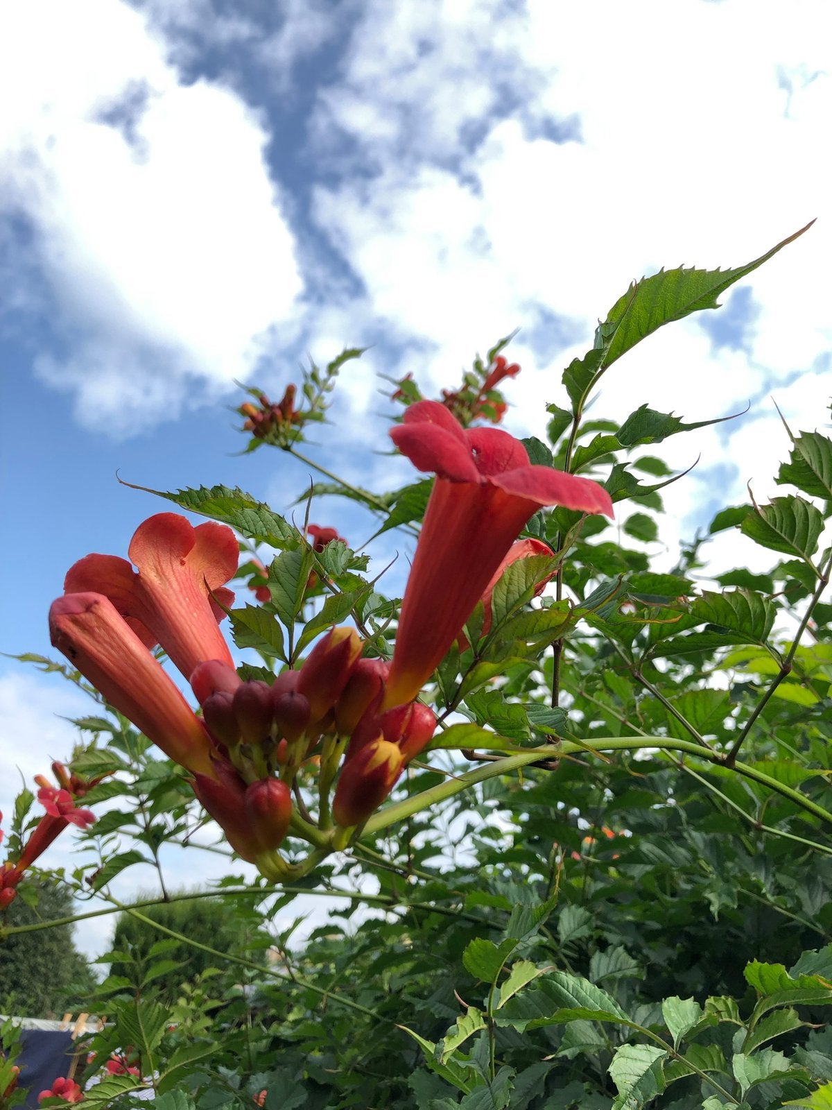Stekken van de Trompetbloem/ Campsis radicans, Tuin en Terras, Volle zon, Vaste plant, Zomer, Ophalen