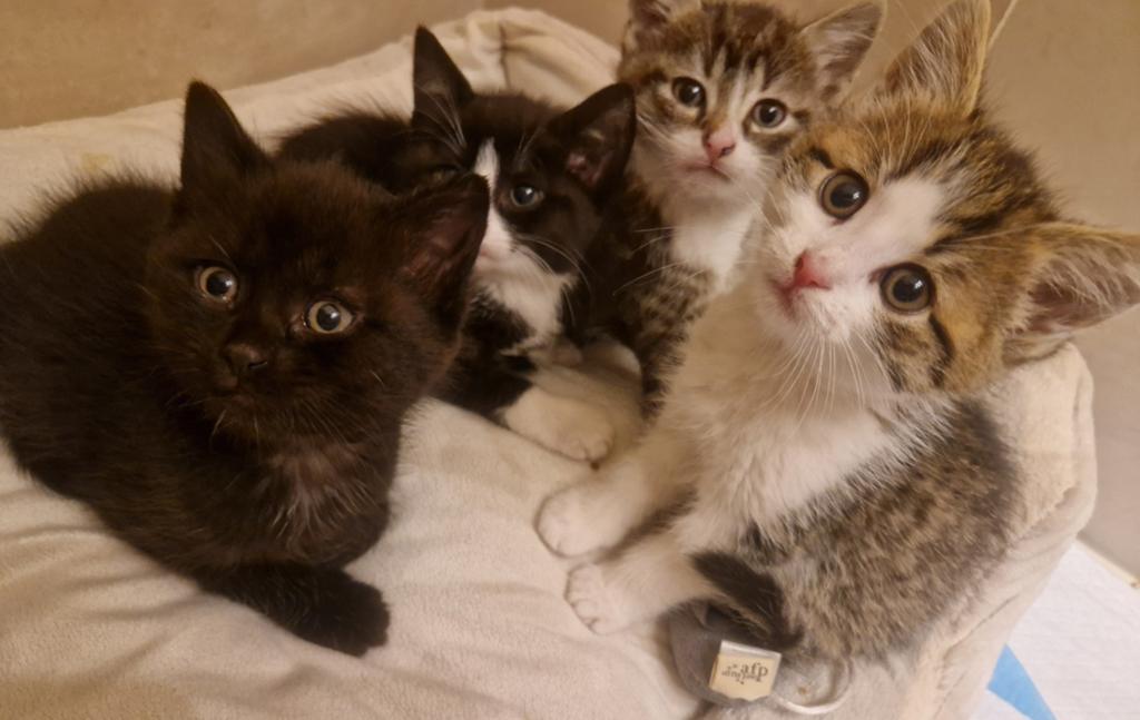 Kittens 9 weken, Dieren en Toebehoren, Katten en Kittens | Dekkaters