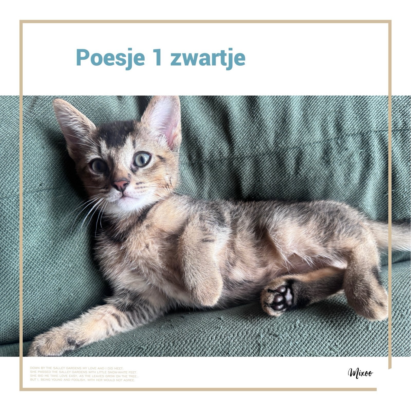 Half abbesijn kittens, Poes