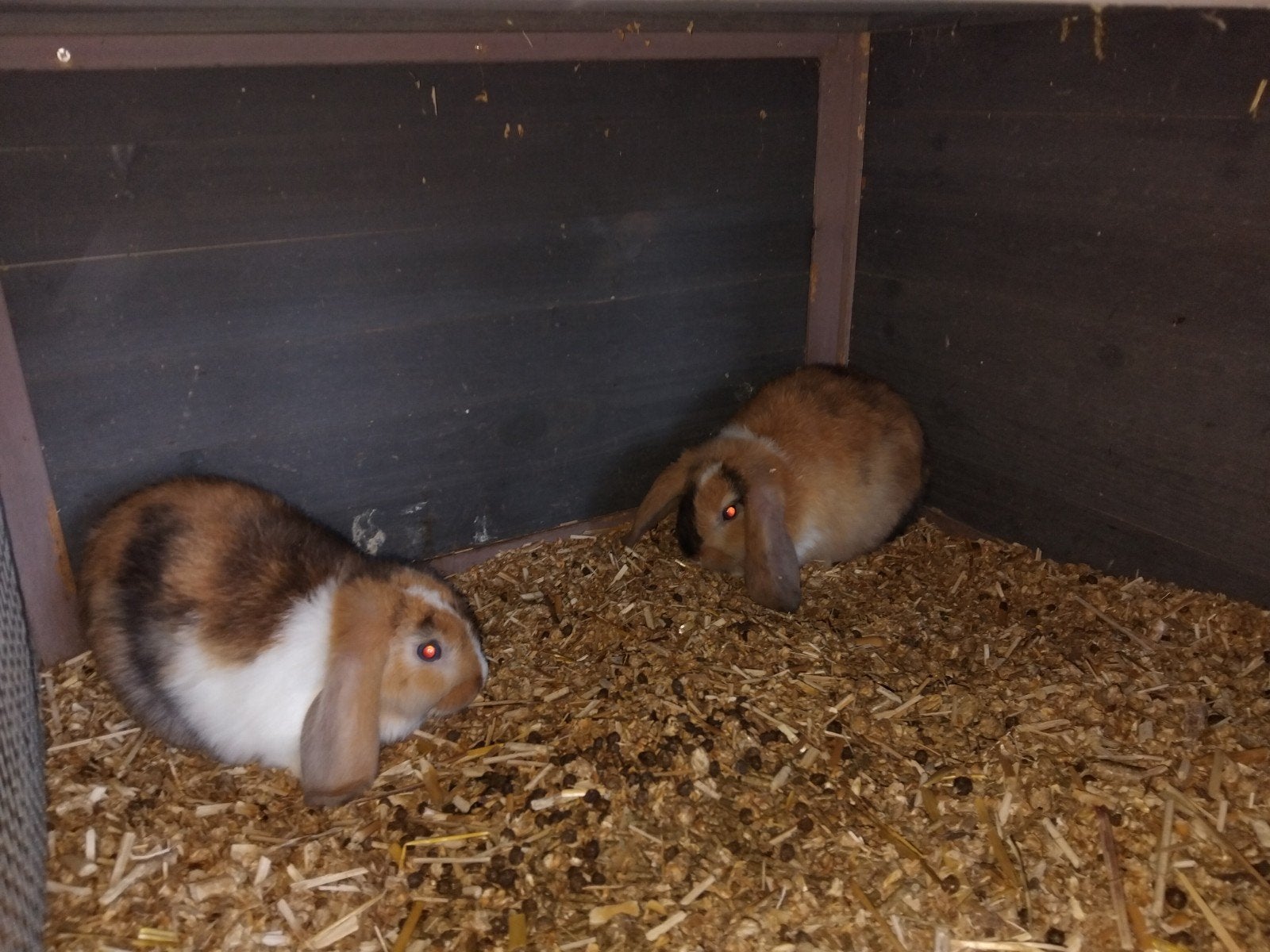 twee hangoor voedsters te koop, Vrouwelijk, Middelgroot, Hangoor, 0 tot 2 jaar