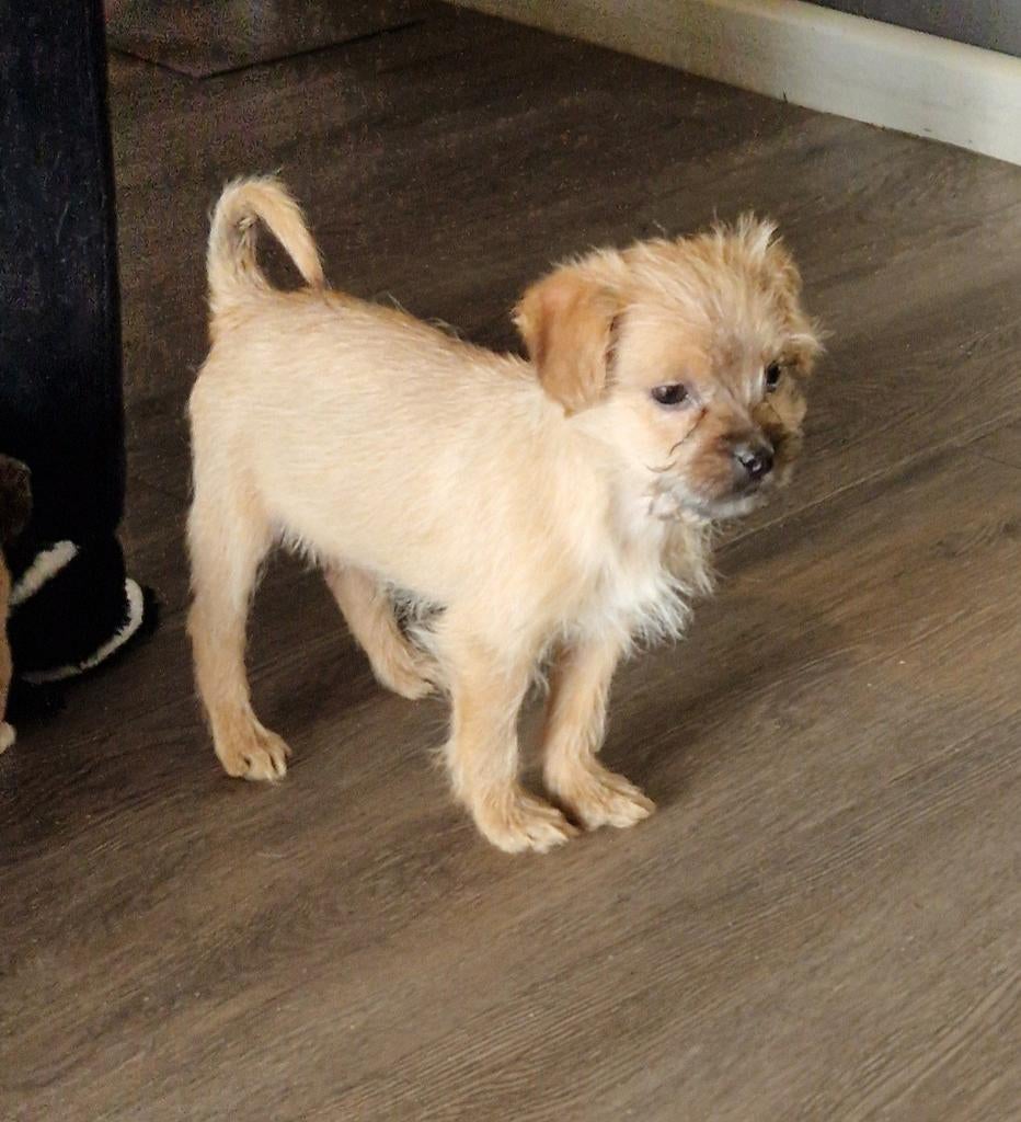 Speelse lieve pup zoekt eigen mandje, Dieren en Toebehoren, Reu, 8 tot 15 weken, Meerdere, Klein