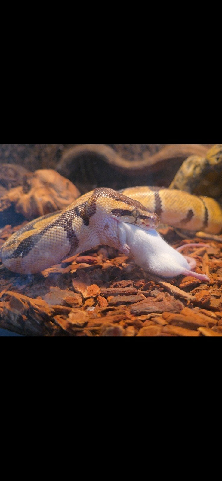 Konings Python incl. therarium en meubel Ball Python photo 4