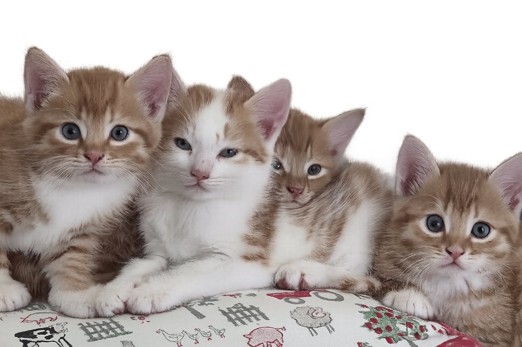 2 lieve poesjes zoeken een goed tehuis, Dieren en Toebehoren, Meerdere dieren, Kortharig, 0 tot 2 jaar