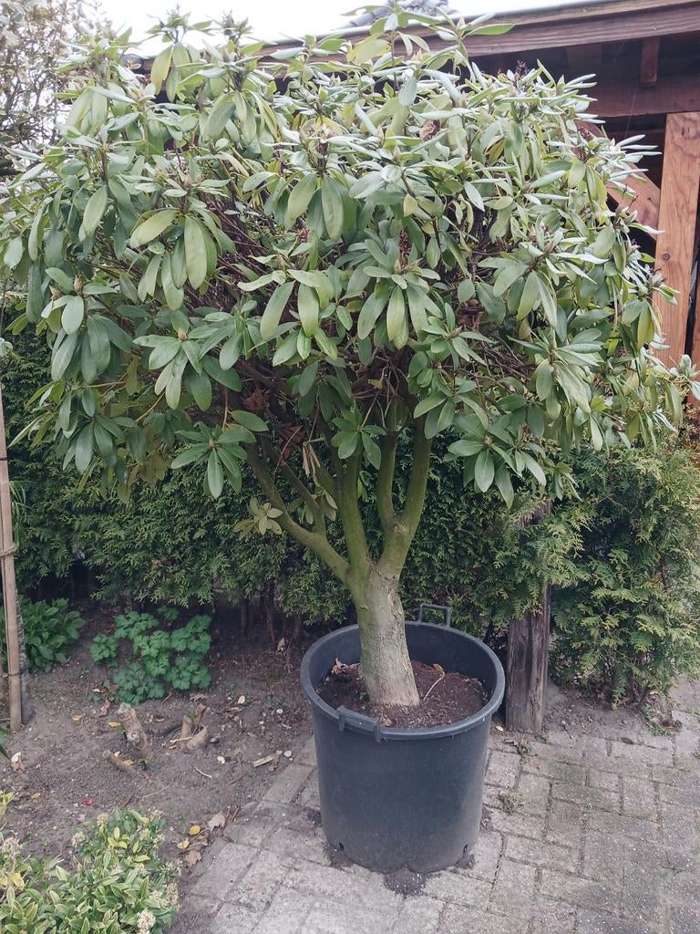 Rhododendron cunninghams white op stam, Tuin en Terras, Planten | Bomen, Ophalen, In pot, 100 tot 250 cm