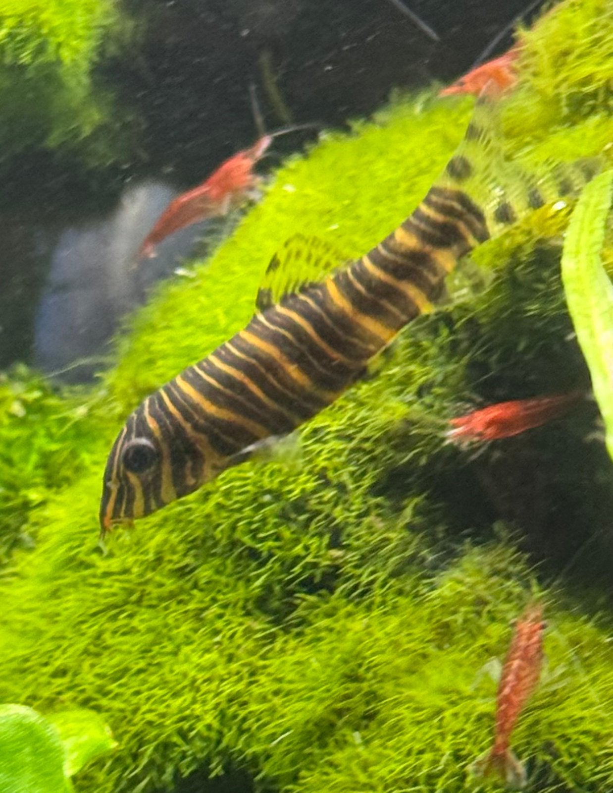 botia striata, Dieren en Toebehoren, Vissen | Aquariumvissen, Vis, Zoetwatervis