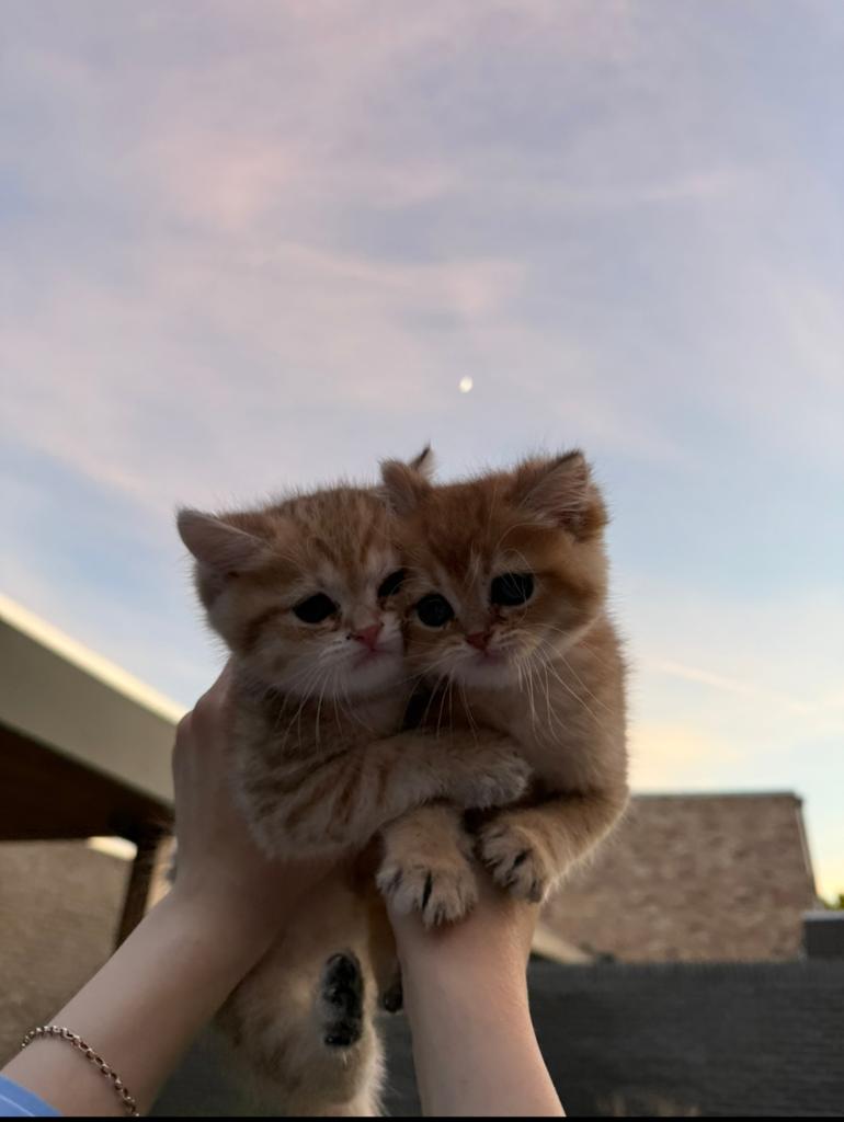 Black golden shaded kittens, Kater, Ontwormd