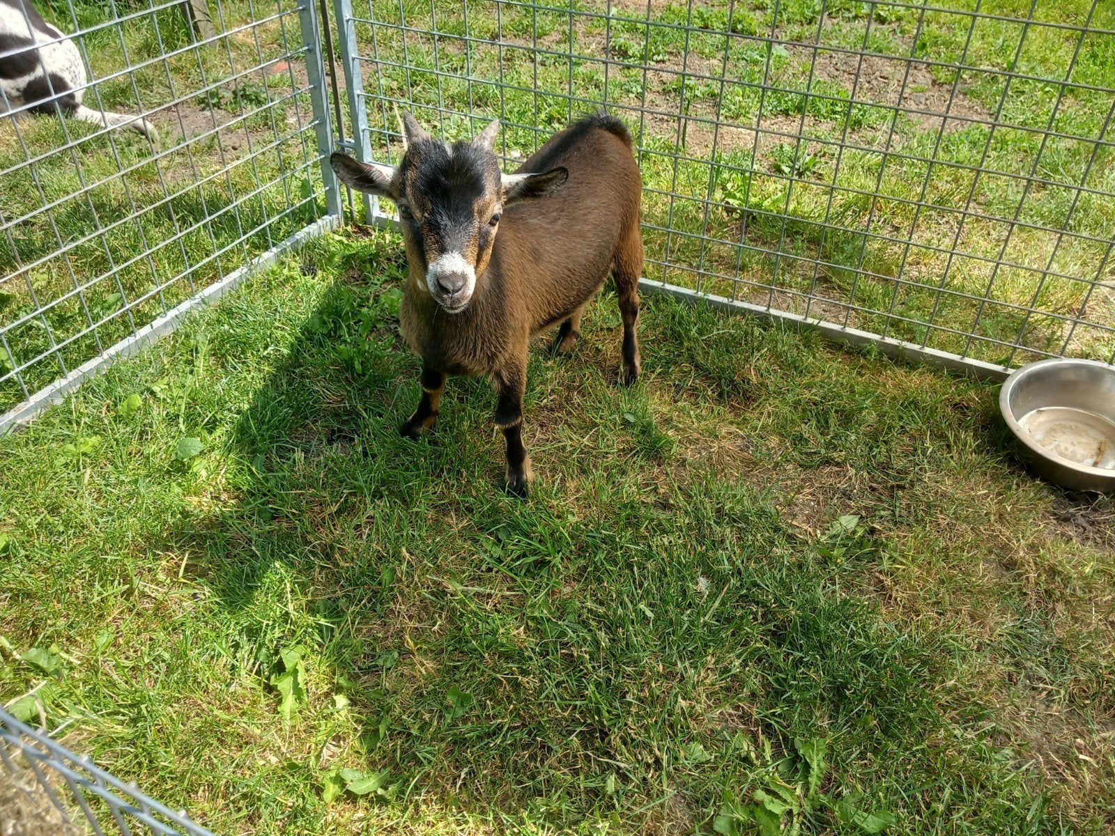 Jonge dwerggeitjes, Meerdere dieren, Geit, 0 tot 2 jaar